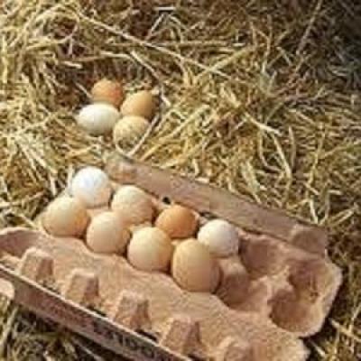 Oeufs