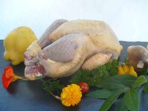 Pintade 23