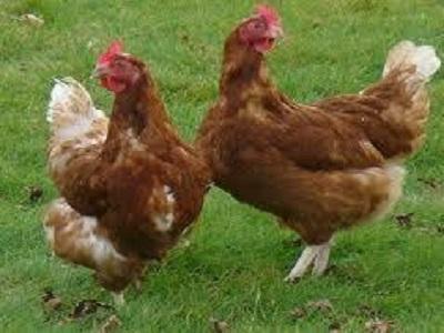 Poulet